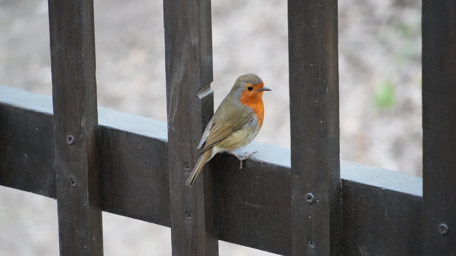 European robin perched on a wooden garden fence with blurred background